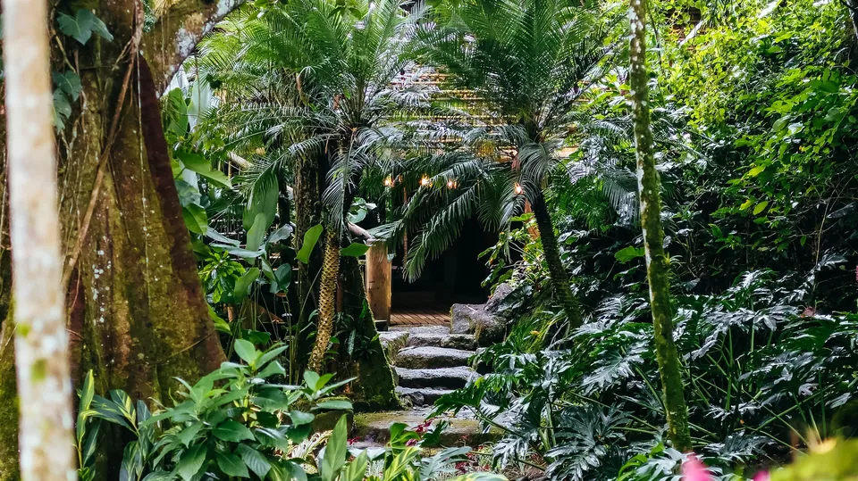 Stone steps leading to a roofed building among palms at Nekawa's Paraty campus.